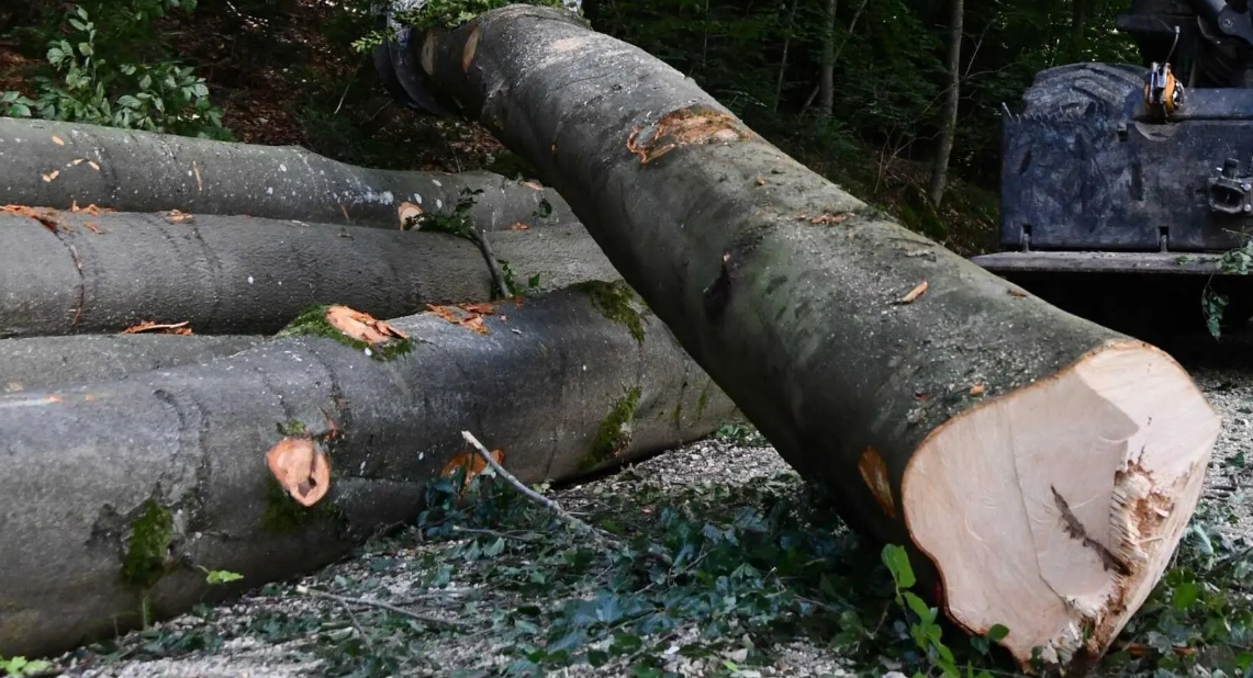 Holzindustrie Schweiz calls for cascade use – also for hardwood