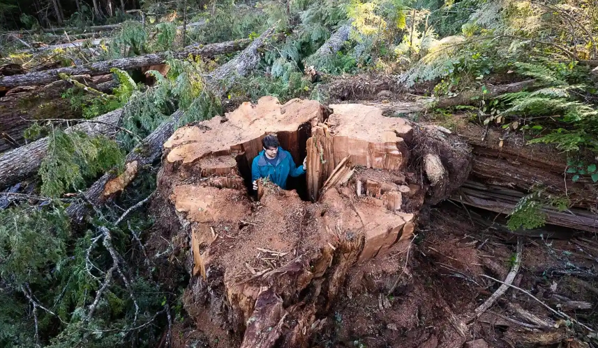 Old-growth experts in Canada describe images of a felled ancient tree as a “gut-punch”