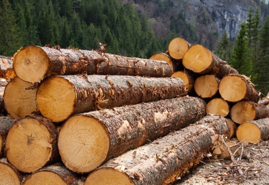 A tenth of logging and half of plywood exports: Russian timber industry goes into the red
