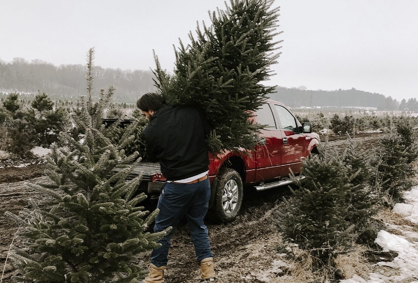 Which is better for the climate: a real Christmas tree or an artificial one?