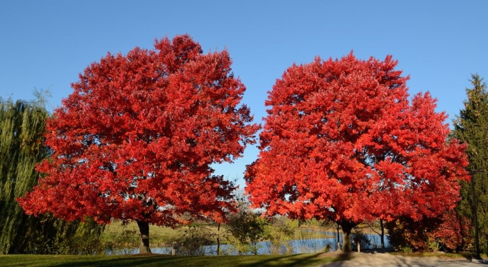 Canadian sugar maple