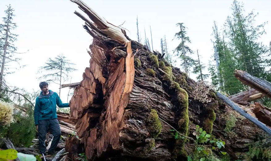 The trees were downed in a grove in Quatsino Sound on Vancouver Island