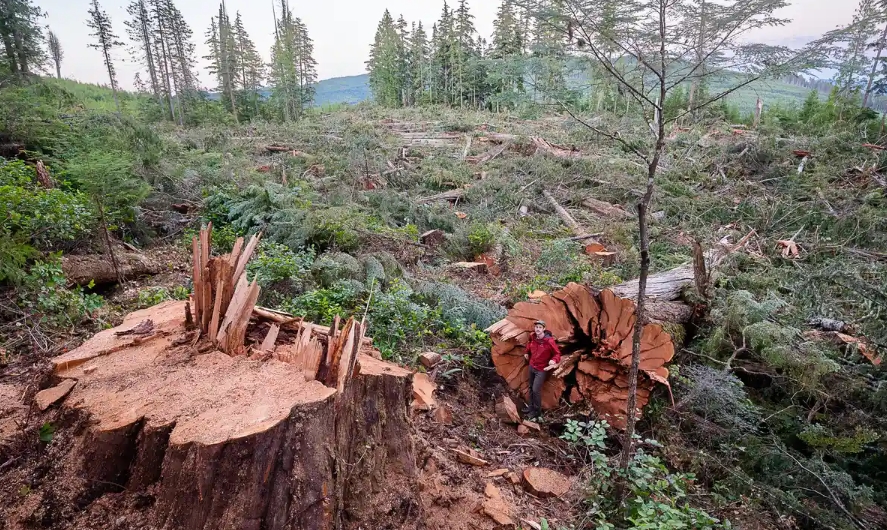 The trees were downed in a grove in Quatsino Sound on Vancouver Island