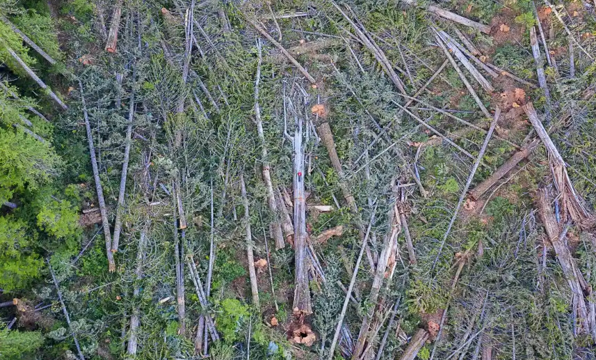 Drone footage and photos of the chopped-down trees